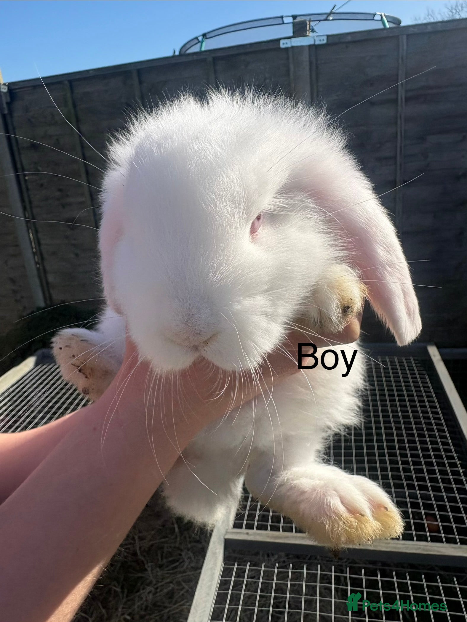 French Lop rabbits French lops - Advert 6