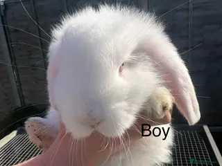 French Lop rabbits French lops - Advert 6