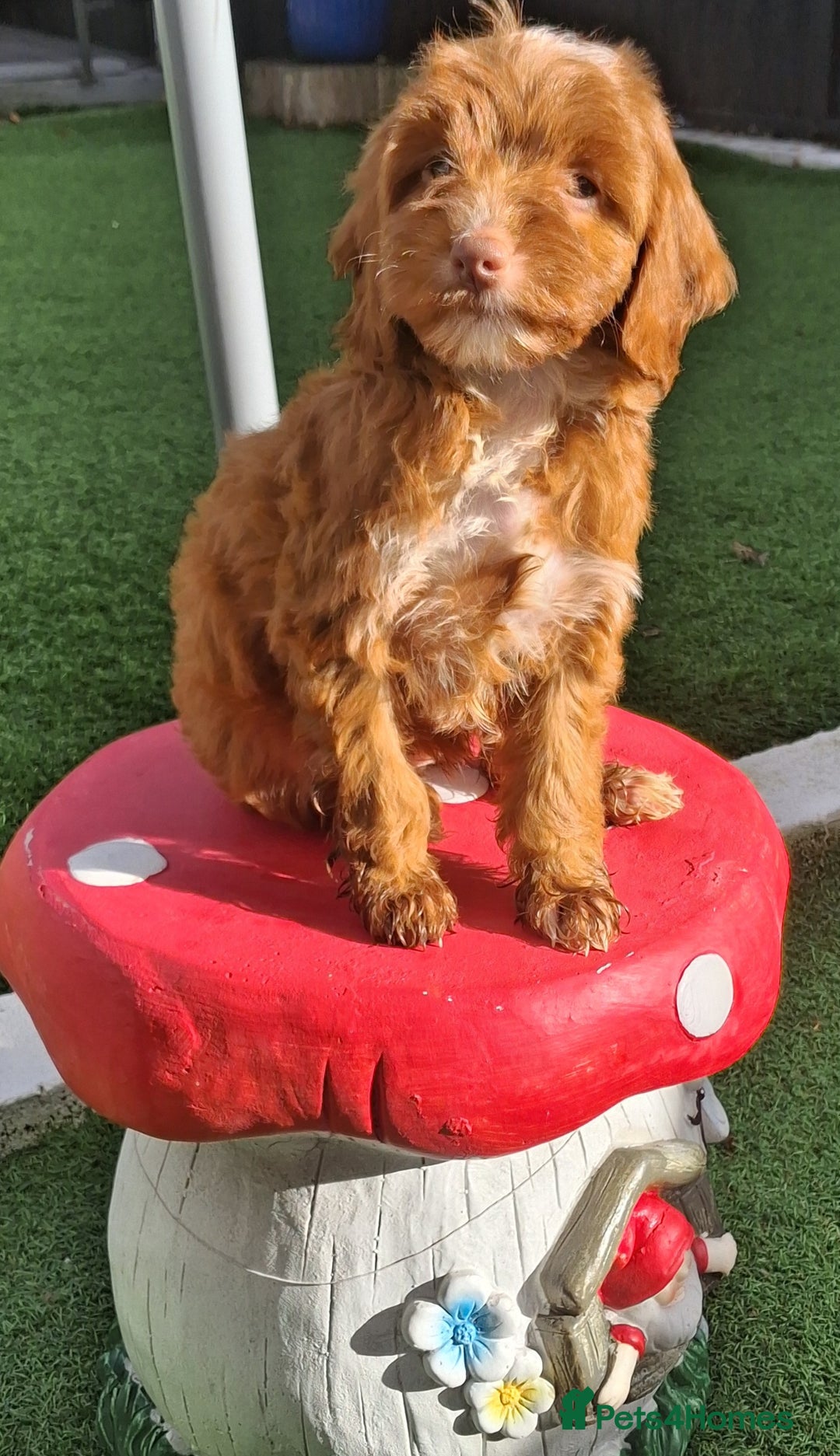 Cockapoo dogs for sale: ** LAST ADORABLE CURLY BLACK & WHITE COCKAPOOS **  - Advert 26