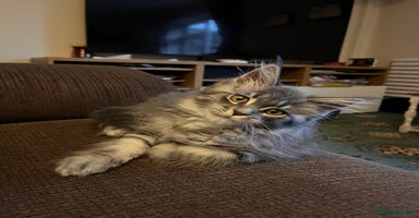 Maine Coon cats - Advert 12