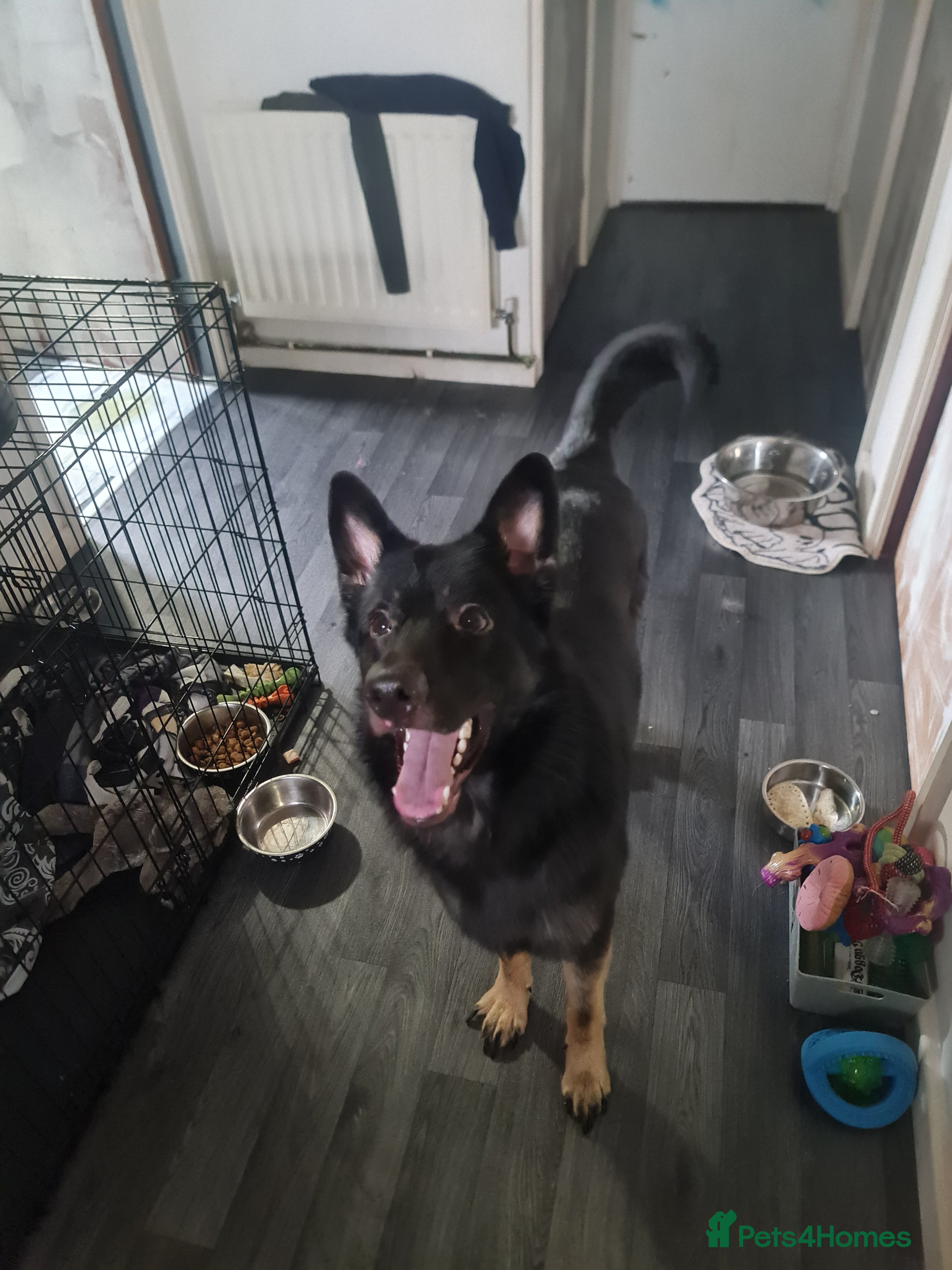 German Shepherd dogs Hades - Advert 4