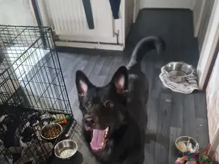 German Shepherd dogs Hades - Advert 4