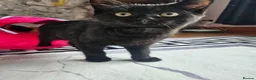 Mixed Breed cats for sale: Black female  - Advert 3