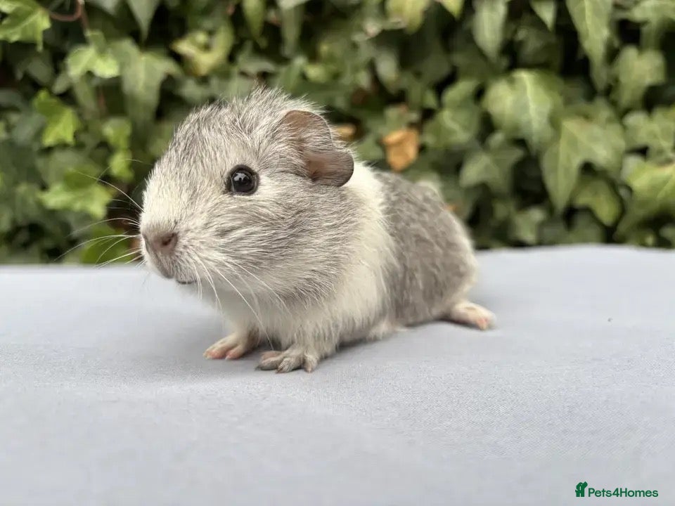 Guinea Pig rodents Beautiful baby guinea pigs  - Advert 2