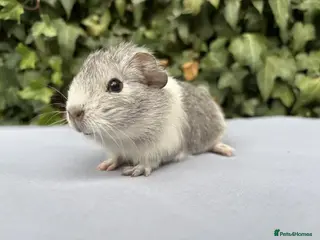 Guinea Pig rodents Beautiful baby guinea pigs - Advert 2