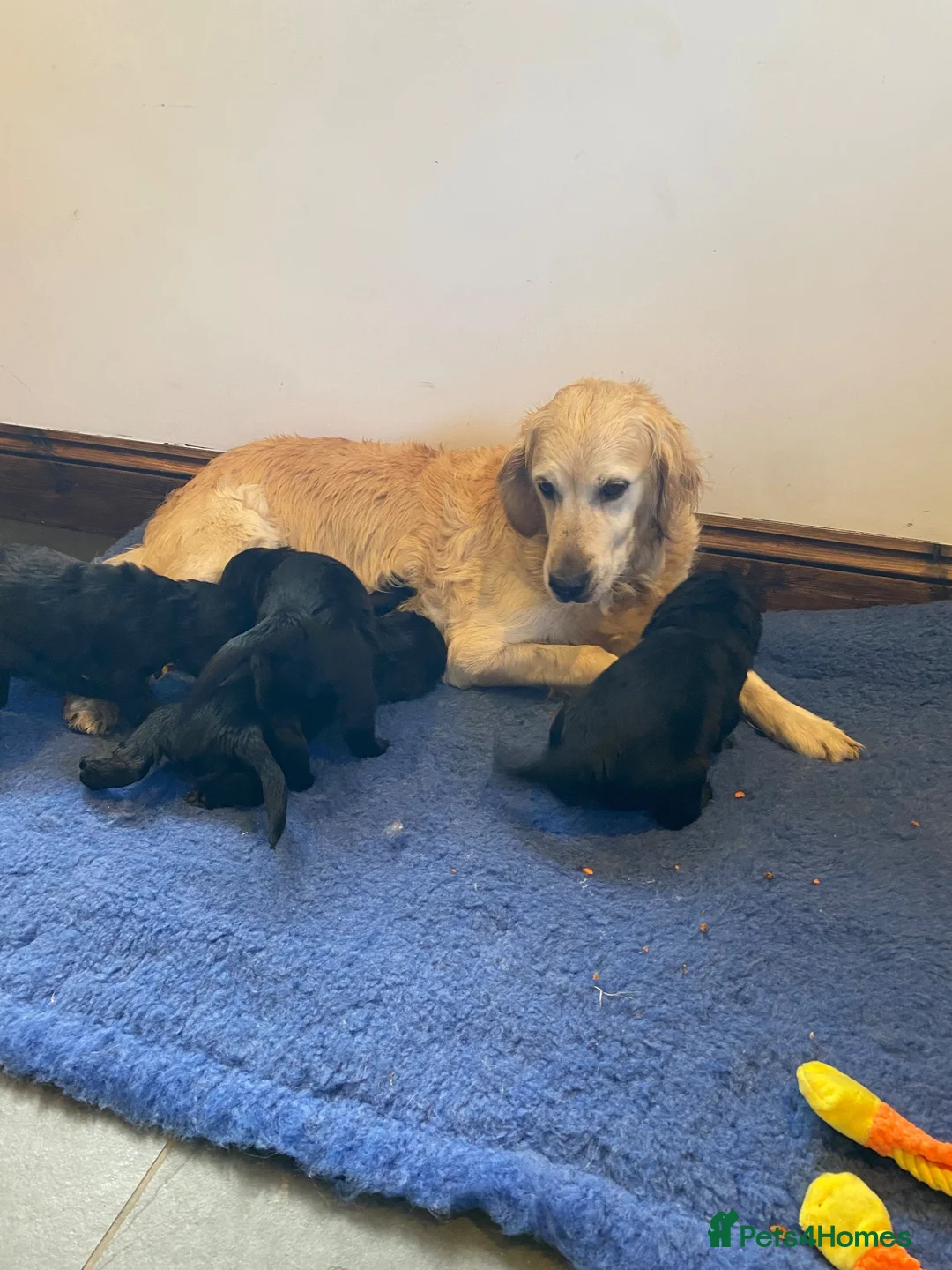 Mixed Breed dogs for sale: Fabulous Golden x Flat coated retriever puppies. - Advert 11