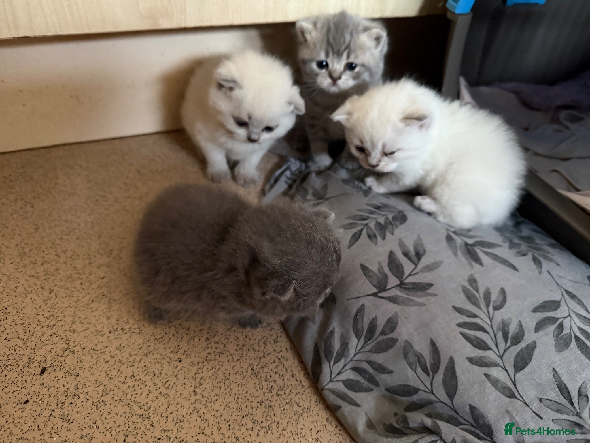 Scottish Fold cats Scottish fold kittens ready for reservation - Advert 1