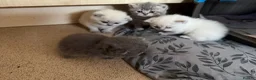Scottish Fold cats for sale: Scottish fold kittens ready for reservation - Advert 1