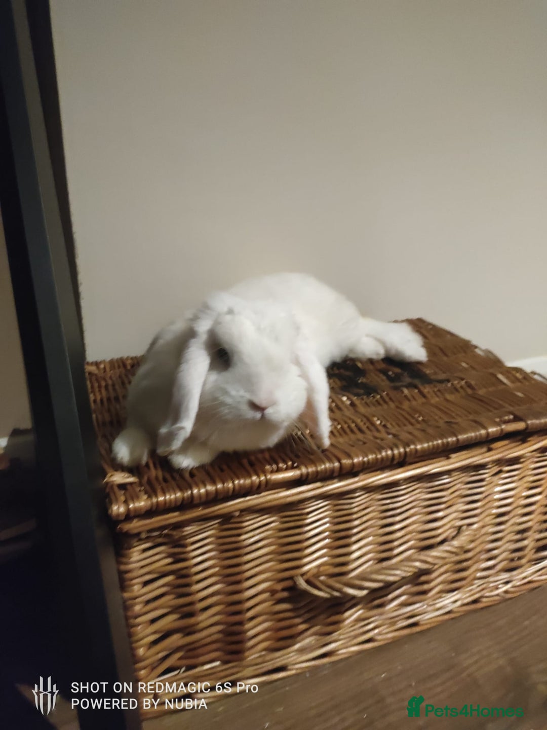 Dwarf Lop rabbits for sale: Looking for a New Home for Rosie (Spayed Rabbit) - Advert 2