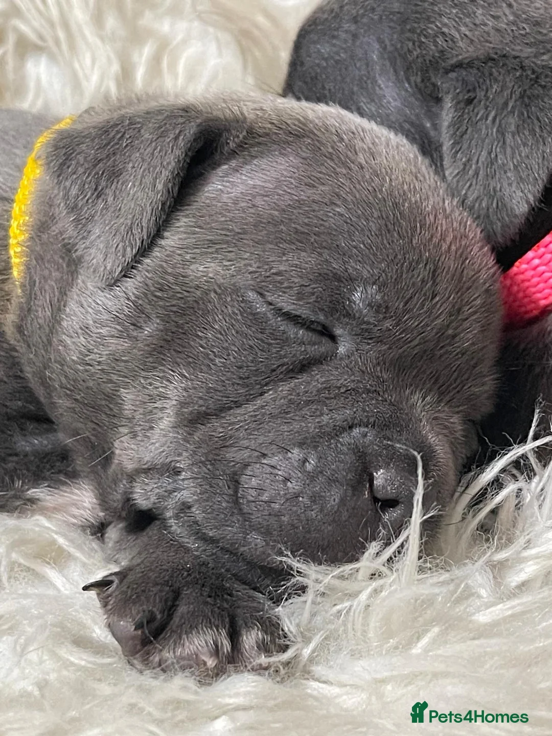 Staffordshire Bull Terrier dogs for stud: PRINCE- SOLID BLUE CHAMPION BRED in Smethwick - Advert 9