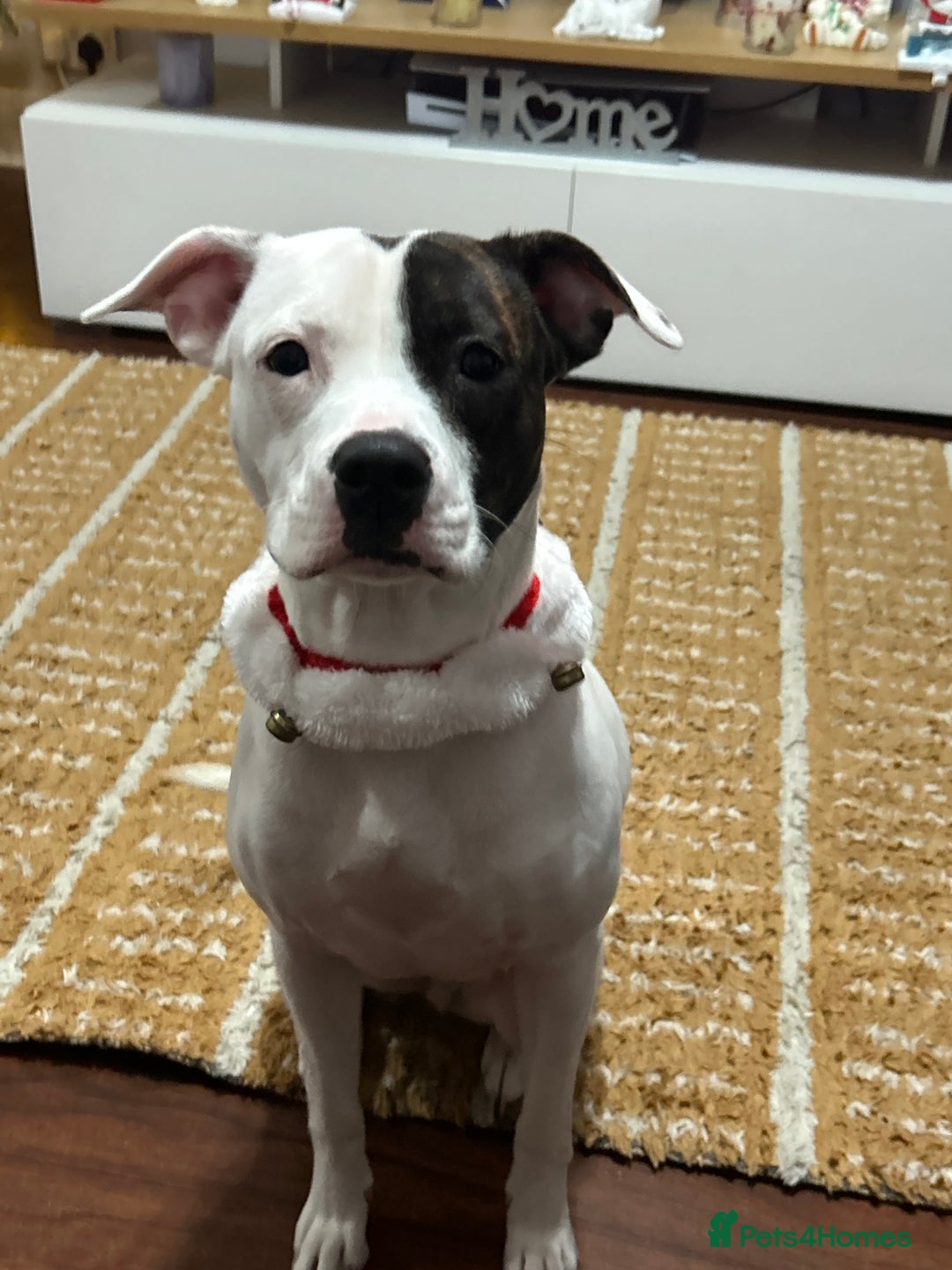 Mixed Breed dogs for sale: Daisy  - Advert 2