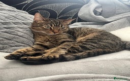 Mixed Breed cats for sale: Tabby cat  - Image 1