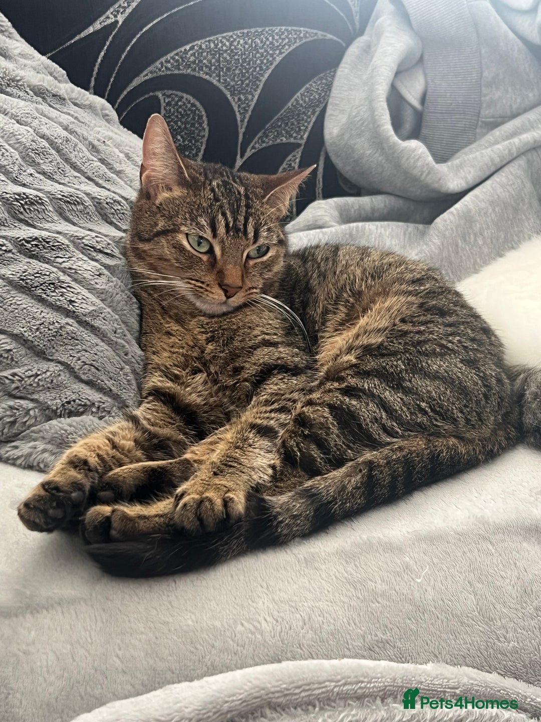 Mixed Breed cats for sale: Tabby cat  - Image 1