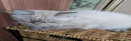 Siberian cats for sale: Siberian kitten  - Advert 11