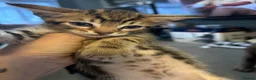 Bengal cats for sale: Beautiful bengal mix British short hair  Mainecoon - Advert 17