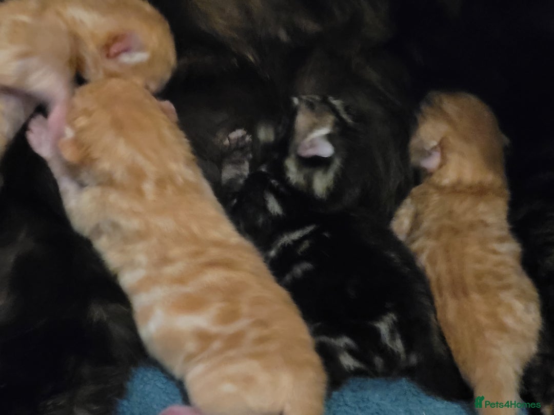 Bengal cats for sale: Mix Bengal kittens 😻 - Image 9