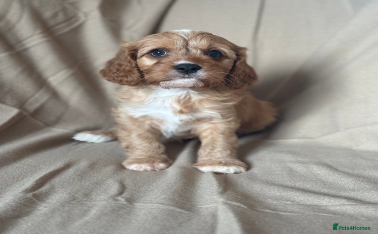 Cavapoo dogs - Advert 4