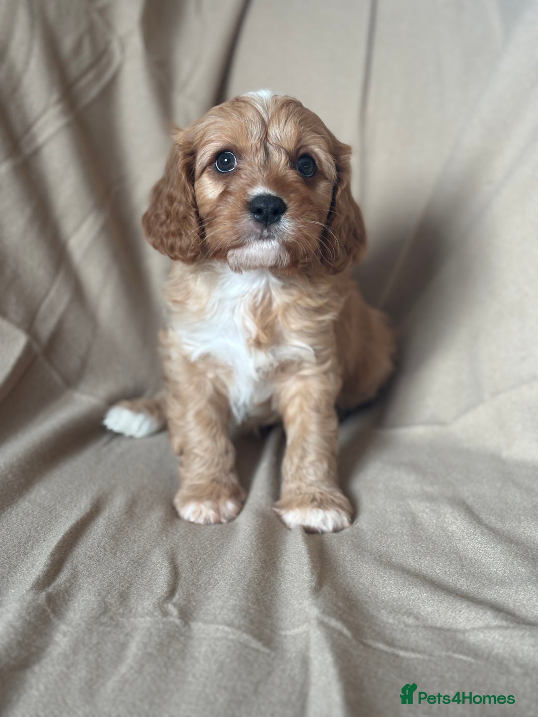 Cavapoo dogs for sale: F1 CAVAPOO PUPPIES - Image 1