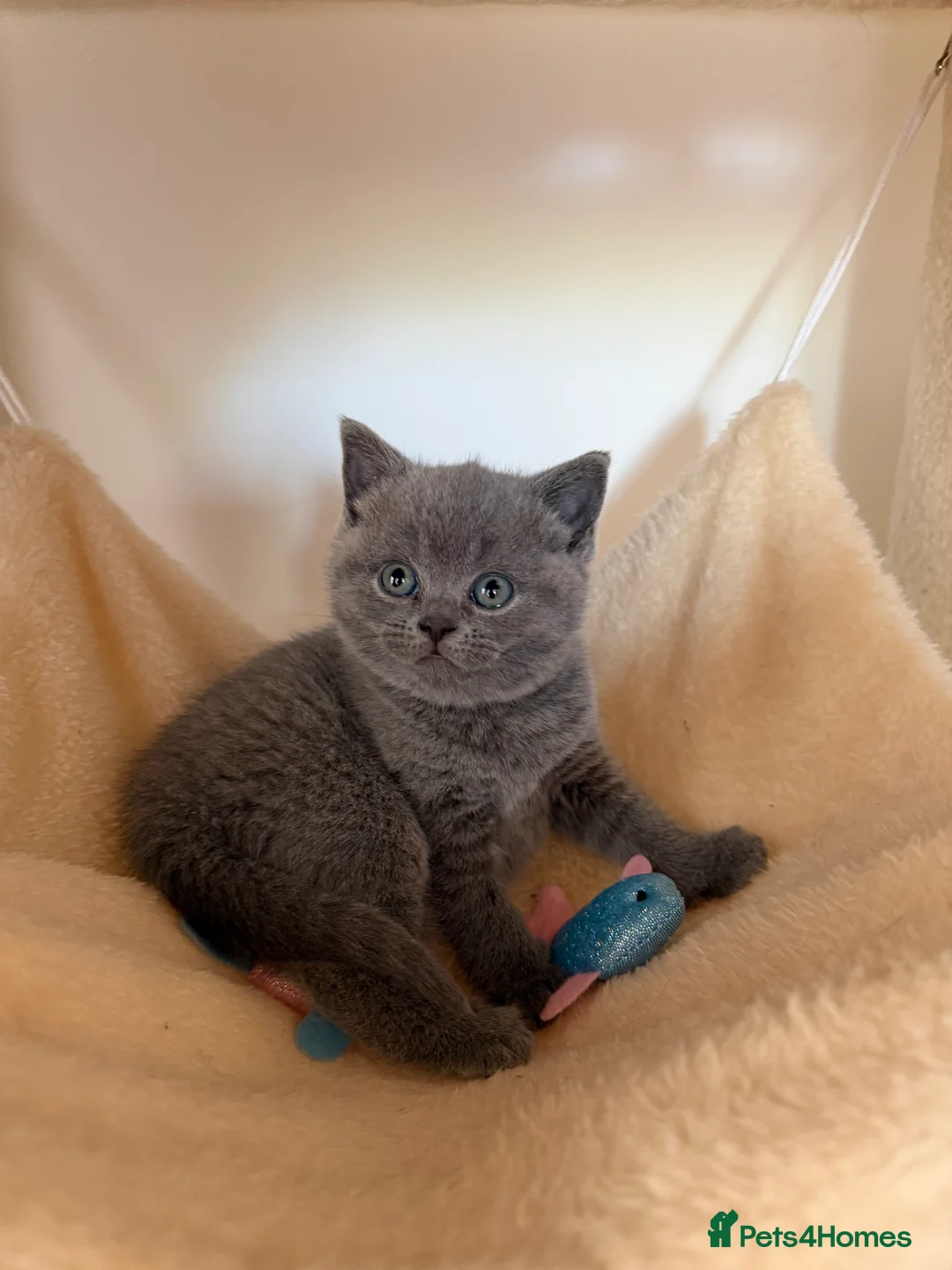British Shorthair cats for sale: 3 BSH Kittens left! - Advert 2