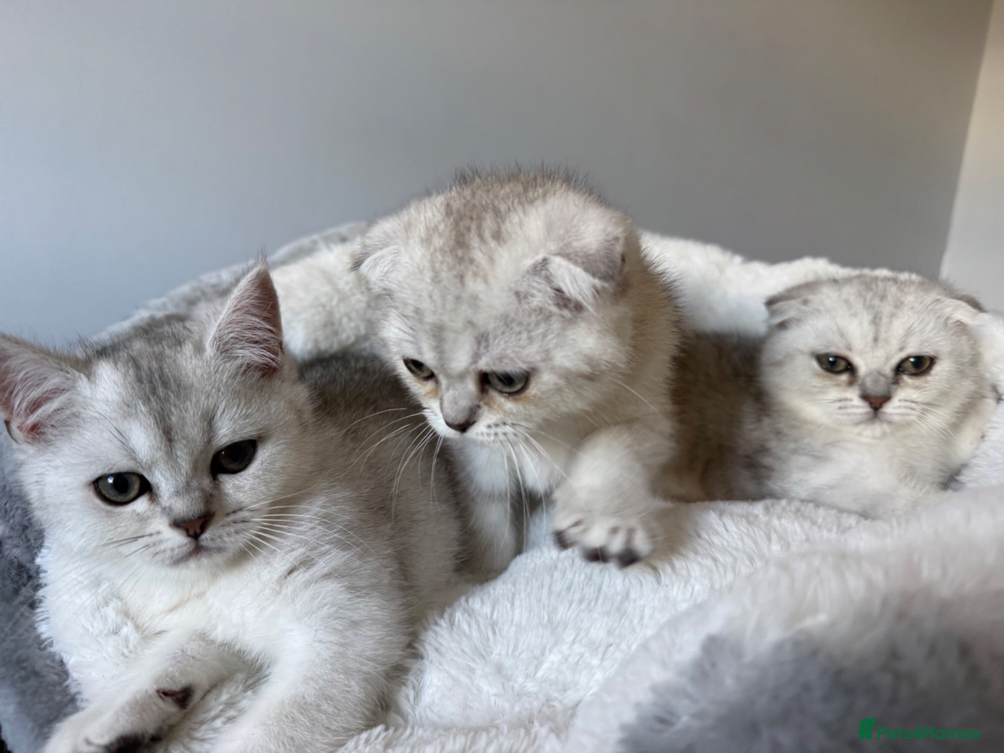 Scottish Fold cats Scotish Fold / Scotish straight - Advert 3