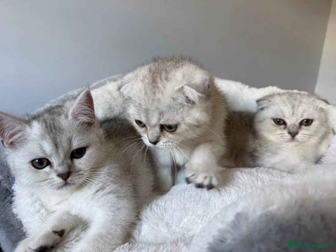 Scottish Fold cats for sale: Scotish Fold / Scotish straight - Advert 1