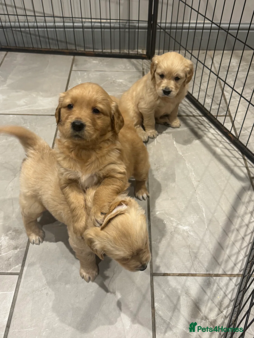 Golden Retriever dogs for stud: STUNNING KC GOLDEN RETRIEVER  - Advert 11