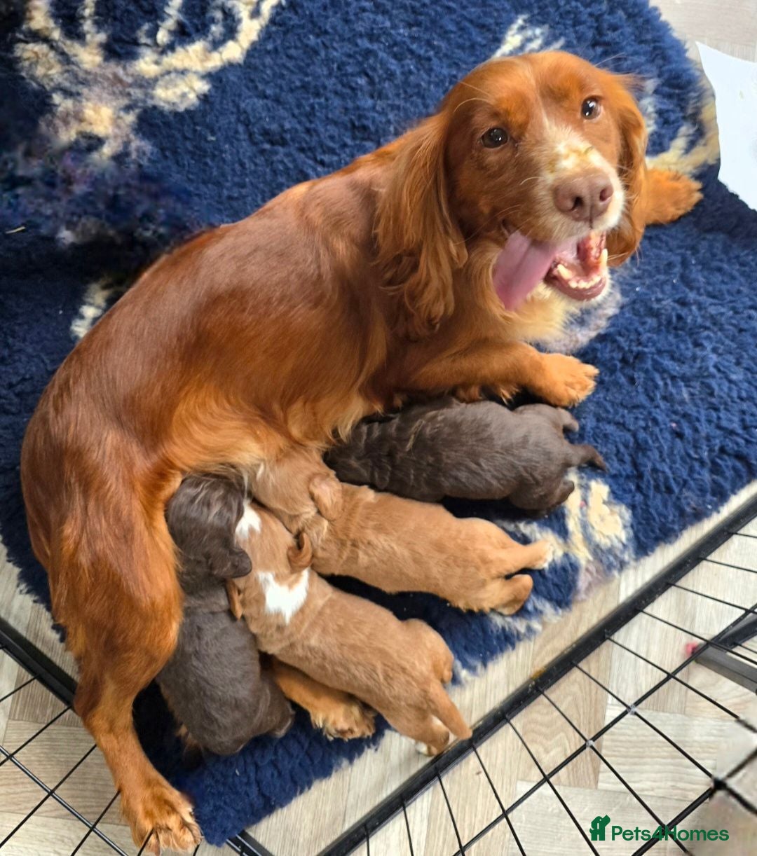 Cocker Spaniel dogs KC registered Working Cocker Spaniels  - Advert 1