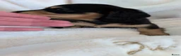 Miniature Dachshund dogs for sale: Stunning LH pra clear MD - Advert 14