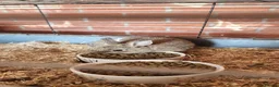 Netherland Dwarf rabbits for sale: Netherland dwarf rabbits - Advert 1