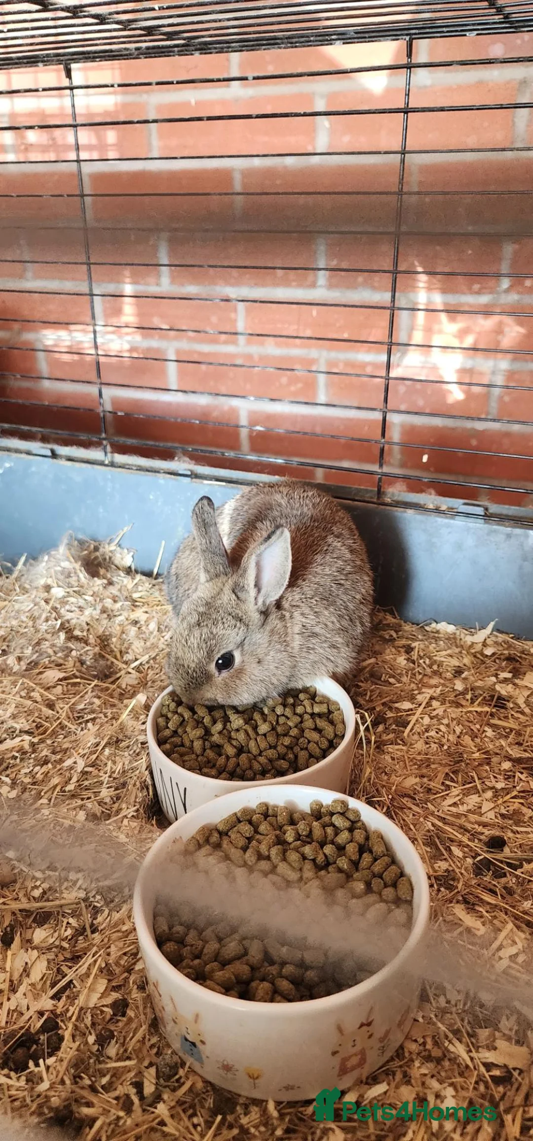 Netherland Dwarf rabbits for sale: Netherland dwarf rabbits - Advert 1
