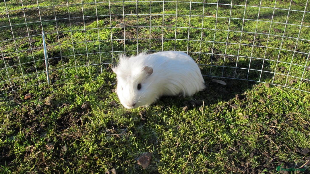 Guinea Pig rodents for sale: stunning male guinea pigs, several types & colours - Advert 13