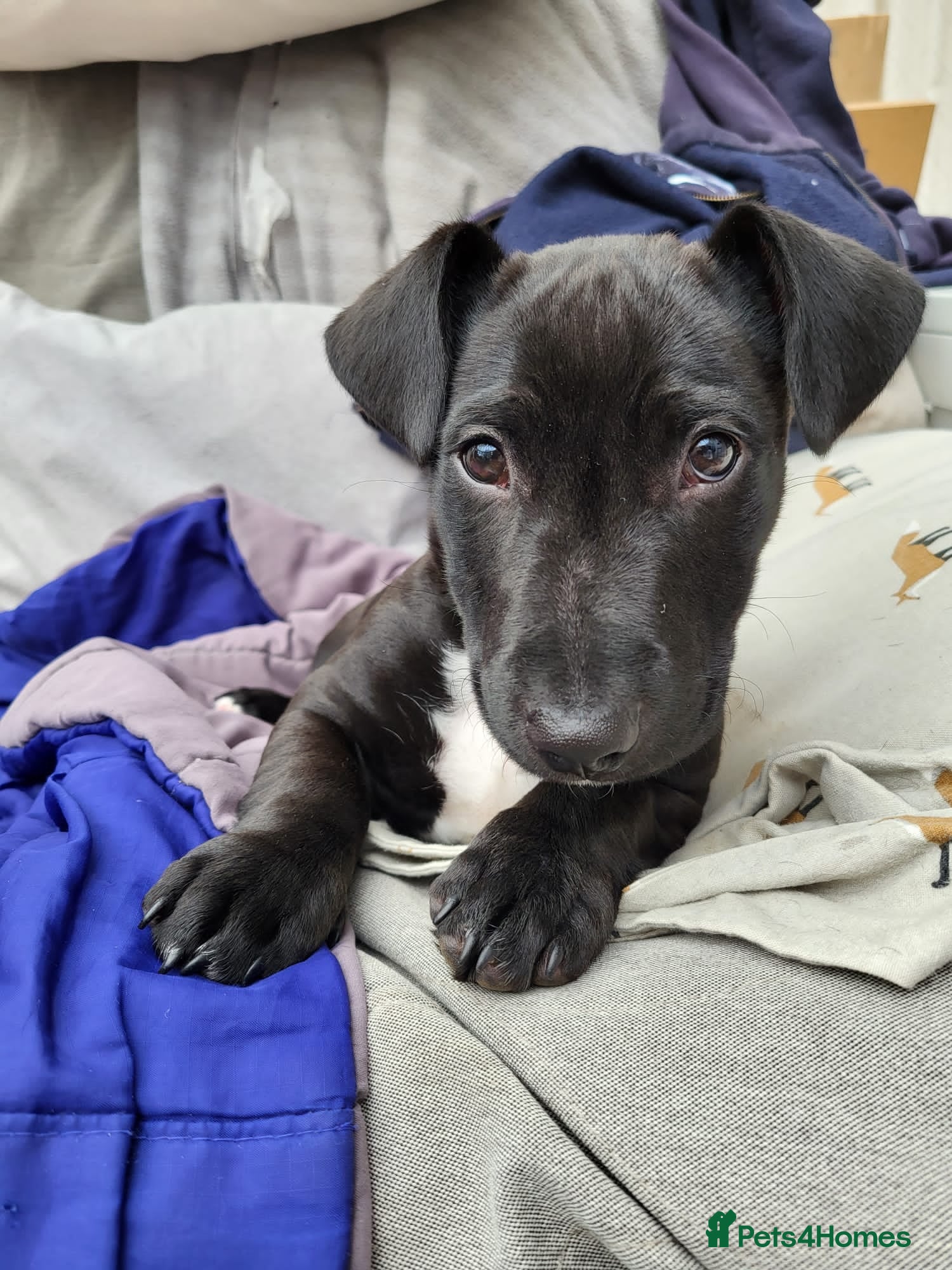 Mixed Breed dogs Ollie - Advert 1