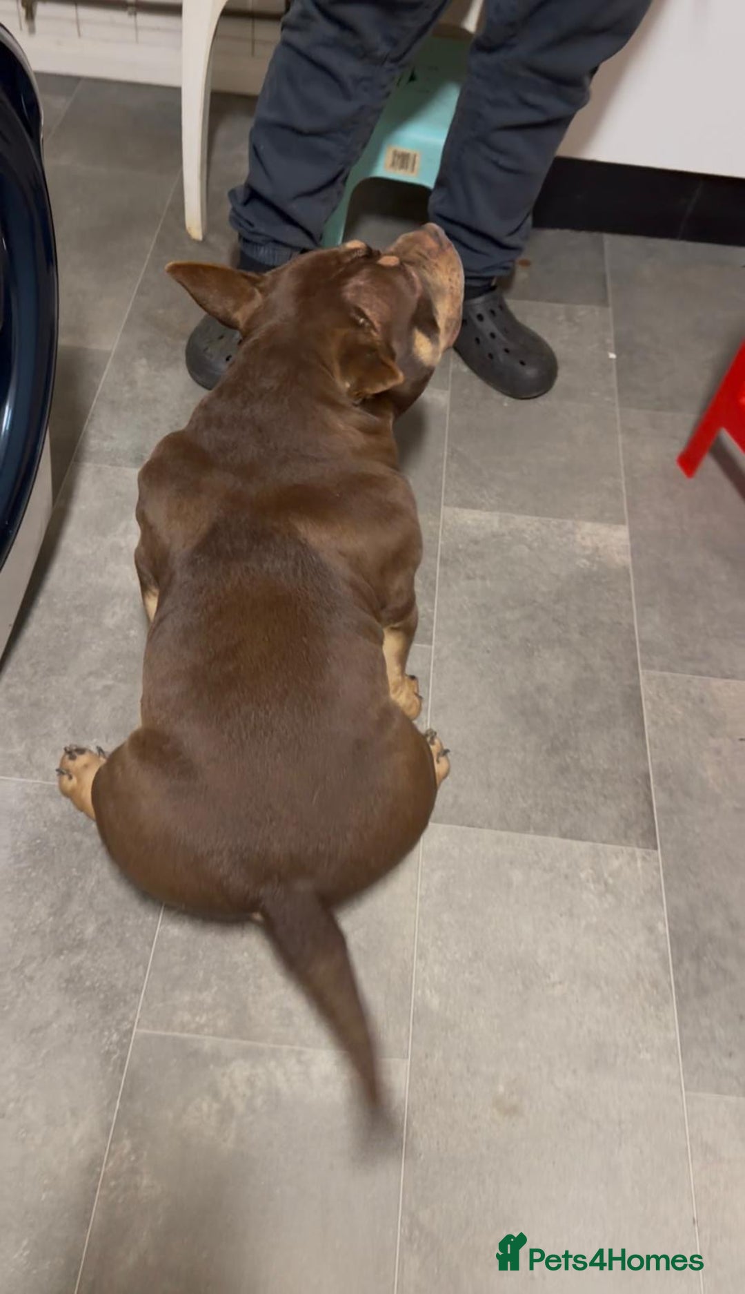 American Bully dogs for sale: Beautiful,Chocolate  American bully pocket  - Advert 9