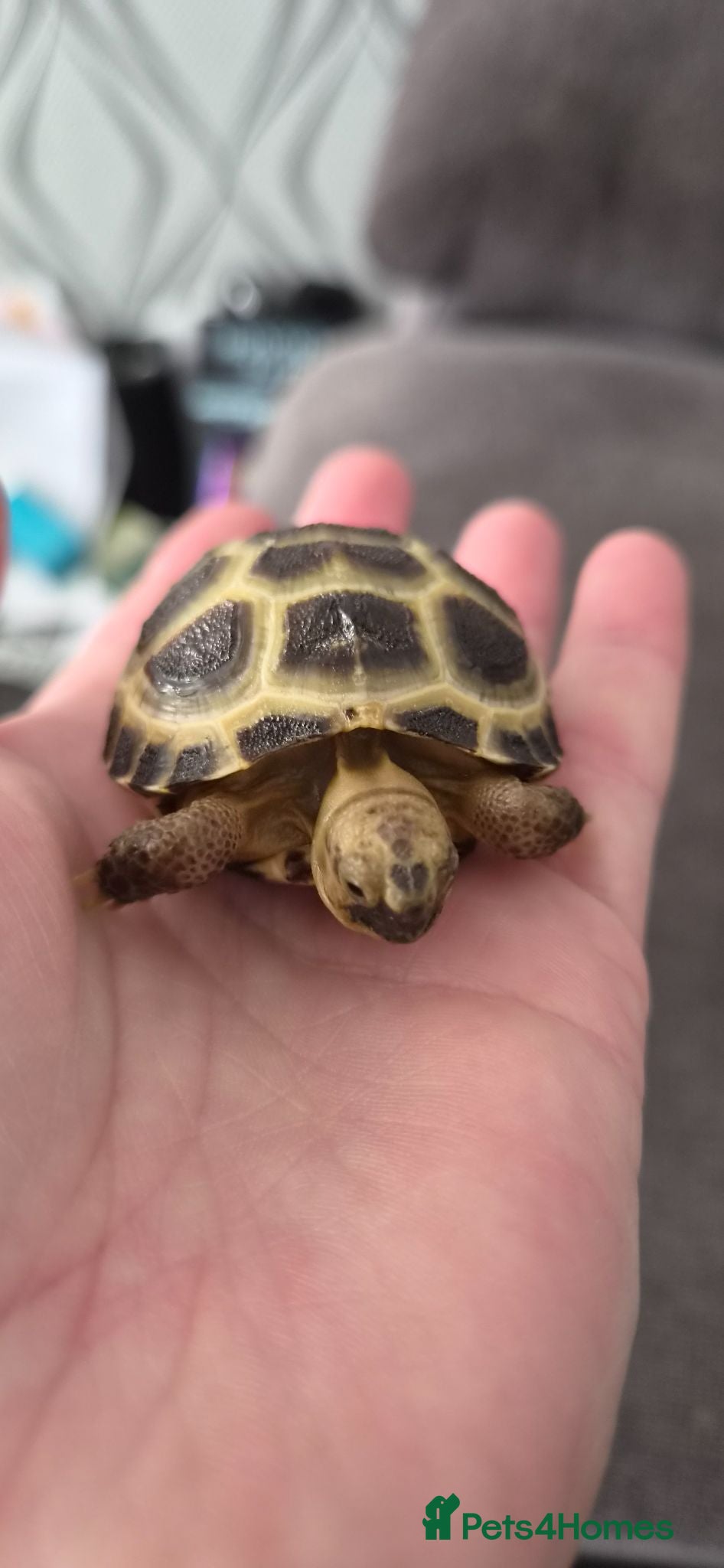 Tortoise reptiles 2 Horsefield Baby Tortoises - Advert 2