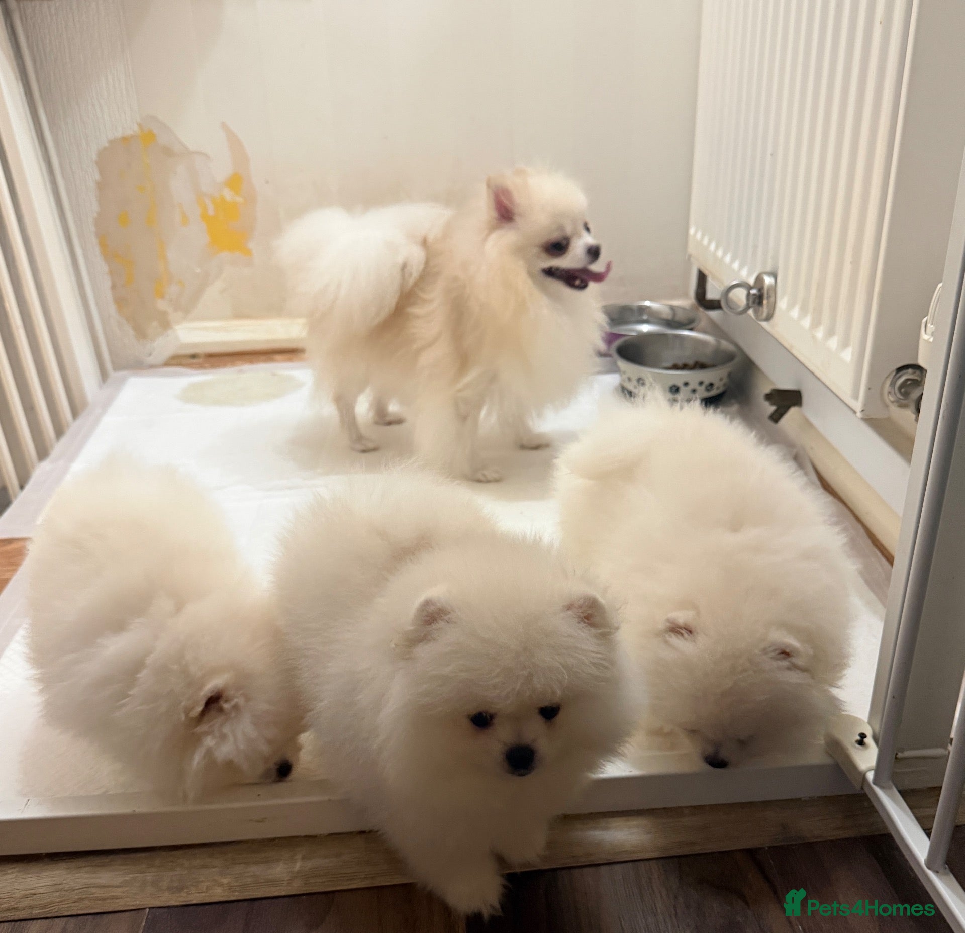 Pomeranian dogs Beautiful White/Cream Pomeranian Puppies - Advert 2