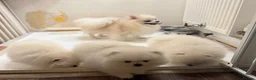 Pomeranian dogs for sale: Beautiful White/Cream Pomeranian Puppies - Advert 2