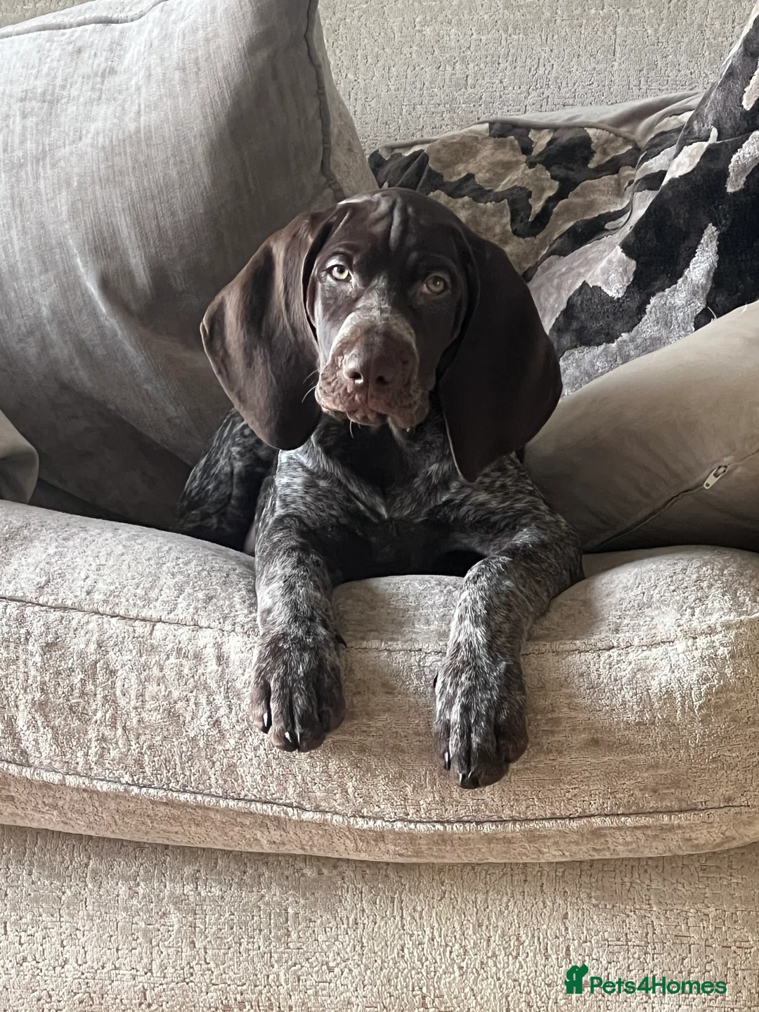 German Shorthaired Pointer dogs for sale: German shorthaired pointer  - Advert 3