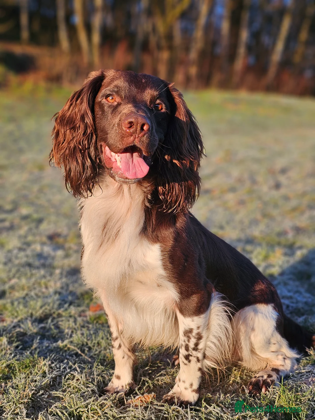 English Springer Spaniel dogs for stud: English Springer Spaniel Stud in Derby - Advert 4