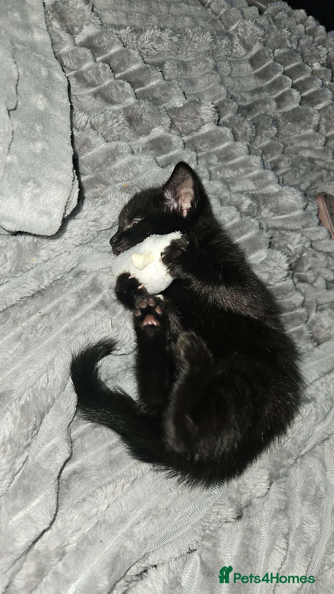 Mixed Breed cats for sale: Female kitten - Advert 5