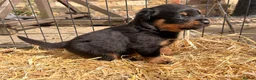 Rottweiler dogs for sale: 🐾 EXCEPTIONAL ROTTWEILER PUPPIES  - Advert 10
