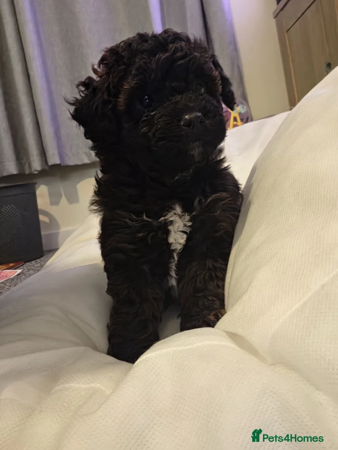 Shihpoo dogs for sale: Male shihpoo puppy - Advert 2