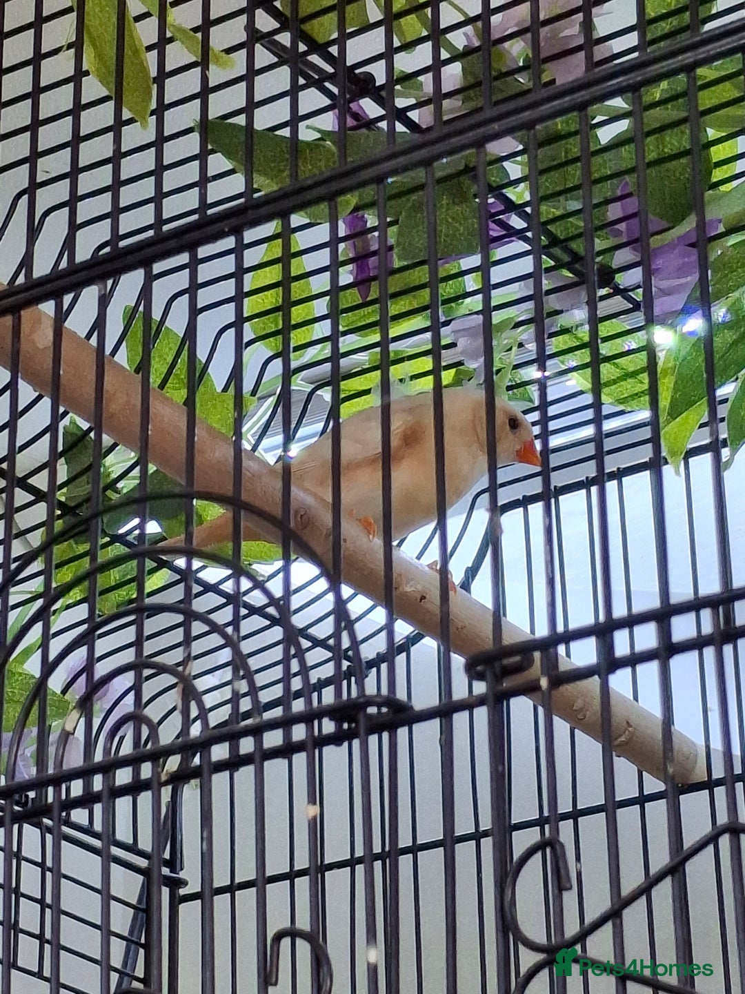 Finches birds for sale: Orange zebra hen  - Advert 2