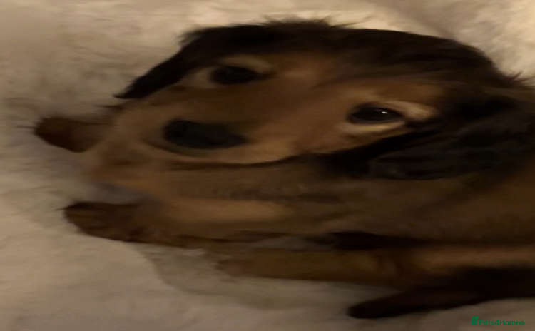 Miniature Dachshund dogs - Advert 16