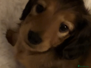 Miniature Dachshund dogs - Advert 7