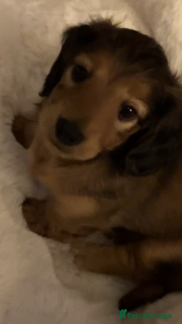 Miniature Dachshund dogs - Advert 5