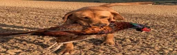 Labrador Retriever dogs for stud: Well proven FOX RED Labrador stud - Advert 2