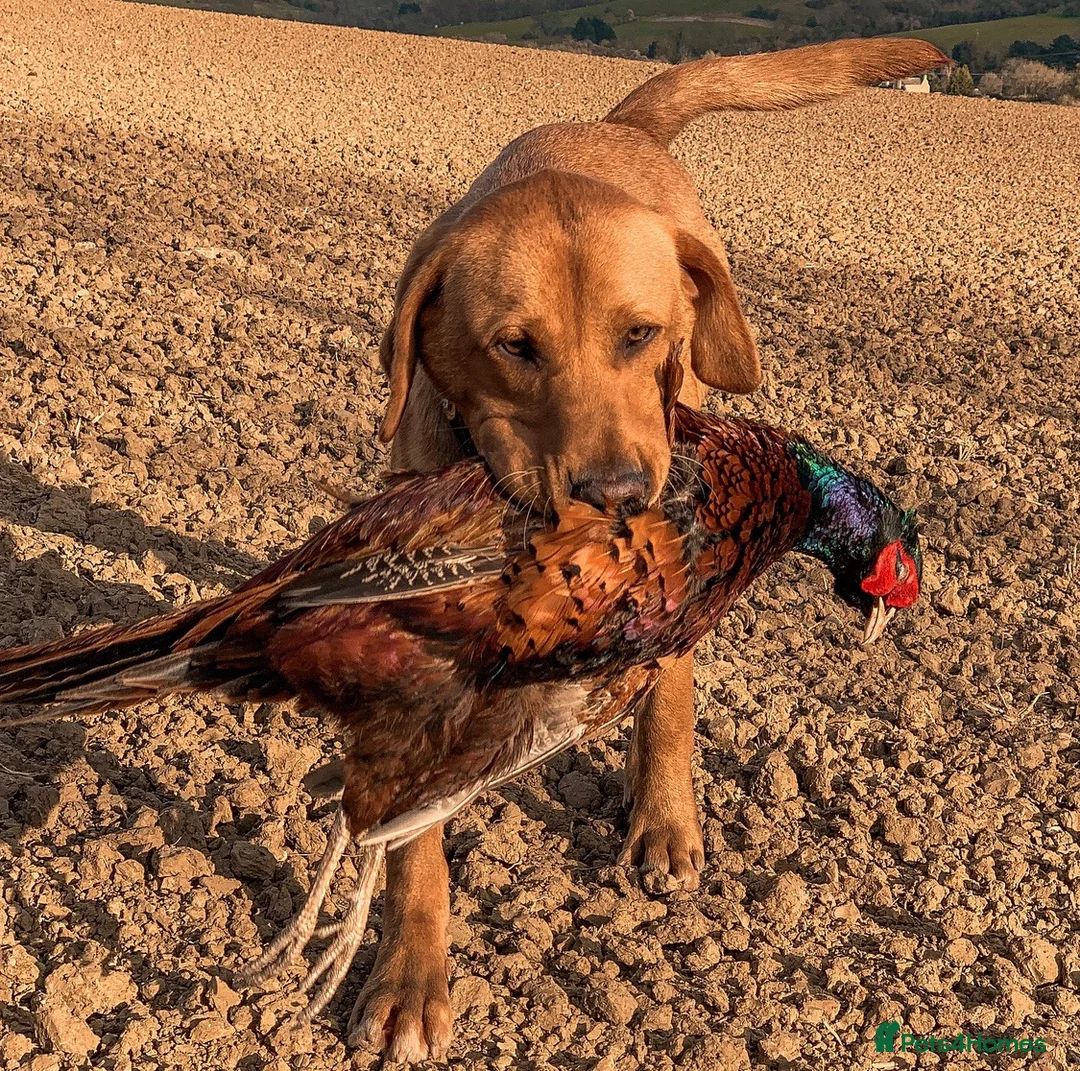 Labrador Retriever dogs for stud: Well proven FOX RED Labrador stud - Advert 2