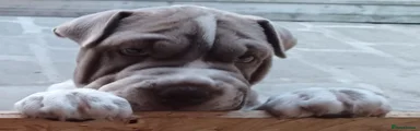 Mixed Breed 2