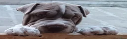 Mixed Breed dogs for sale: English Bulldog/Shar Pei puppies for sale - Advert 2