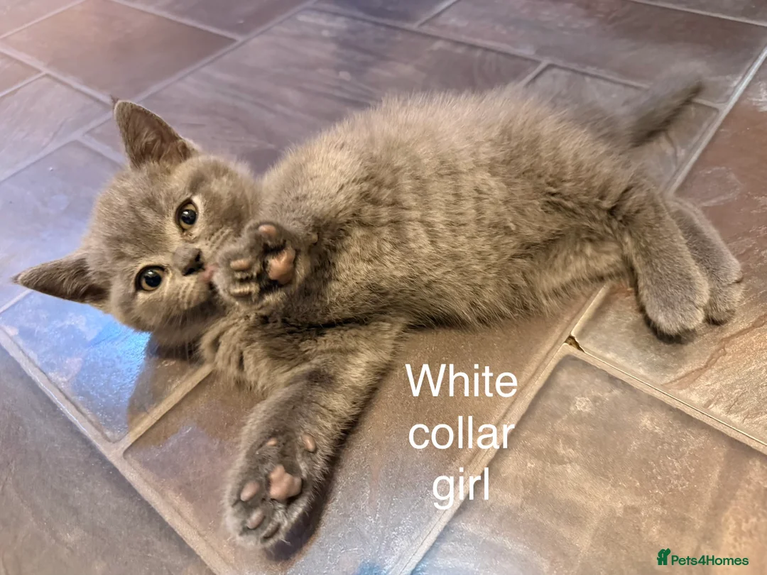 British Shorthair cats for sale: Beautiful litter of BSH kittens - Advert 2